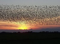 Potere allo stormo - le reti nelle organizzazioni e nelle imprese